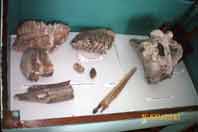 Кости, зубы мамонта, найденные на берегу реки в с. Кезьмино